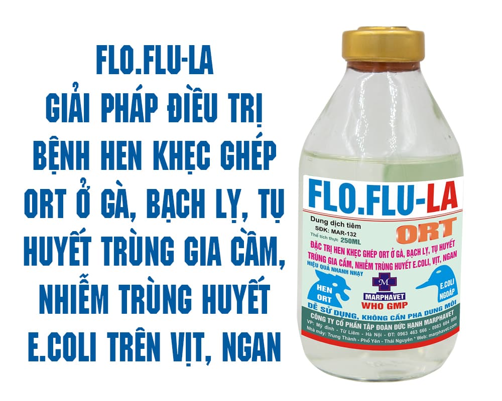 FLO.FLU-LA giải pháp điều trị bệnh hen khẹc ghép ORT ở gà, bạch lỵ, tụ huyết trùng gia cầm, nhiễm trùng huyết e.coli trên vịt, ngan - Tập đoàn Đức Hạnh Marphavet BMG - XEVIP.ICU