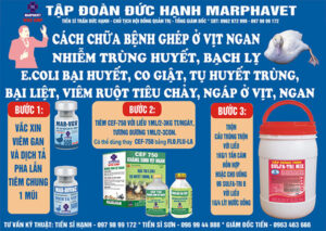Cách chữa bệnh ghép ở vịt, ngan - Tập đoàn Đức Hạnh Marphavet BMG - XEVIP.ICU
