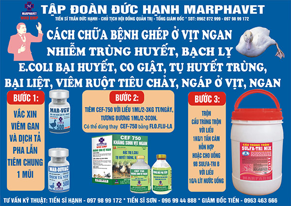 Cách chữa bệnh ghép ở vịt, ngan - Tập đoàn Đức Hạnh Marphavet BMG - XEVIP.ICU