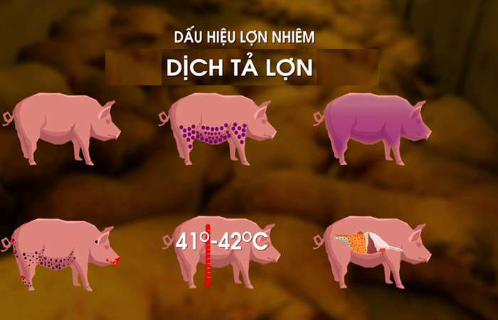 Bệnh dịch tả lợn (Classica swine Fever, Hog Cholera Suis) - Tập đoàn Đức Hạnh Marphavet BMG - XEVIP.ICU