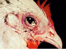 Bệnh sổ mũi truyền nhiễm (Infectious Coryza) - Tập đoàn Đức Hạnh Marphavet BMG - XEVIP.ICU