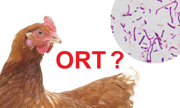 Bệnh ORT, hen phức hợp trên gà - Tập đoàn Đức Hạnh Marphavet BMG - XEVIP.ICU