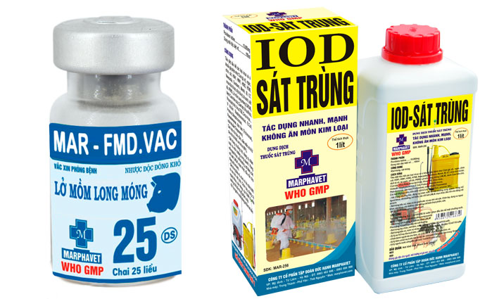 Bệnh lở mồm long móng trên gia súc (FMD) - Tập đoàn Đức Hạnh Marphavet BMG - XEVIP.ICU