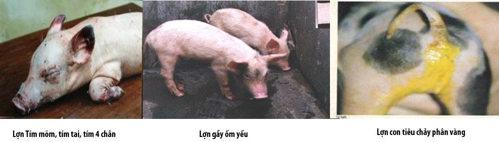 Bệnh phó thương hàn lợn (Samonellosis) - Tập đoàn Đức Hạnh Marphavet BMG - XEVIP.ICU