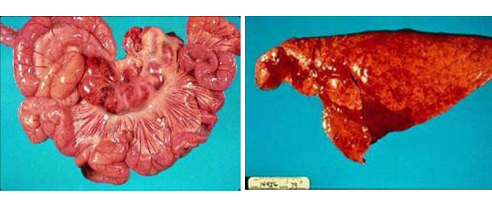 Bệnh phó thương hàn lợn (Samonellosis) - Tập đoàn Đức Hạnh Marphavet BMG - XEVIP.ICU