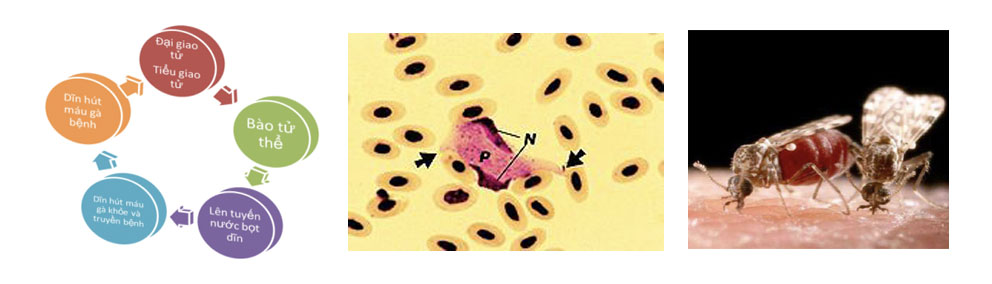 Bệnh ký sinh trùng đường máu ở gà ( Leucocytozoonosis in chickens) - Tập đoàn Đức Hạnh Marphavet BMG - XEVIP.ICU