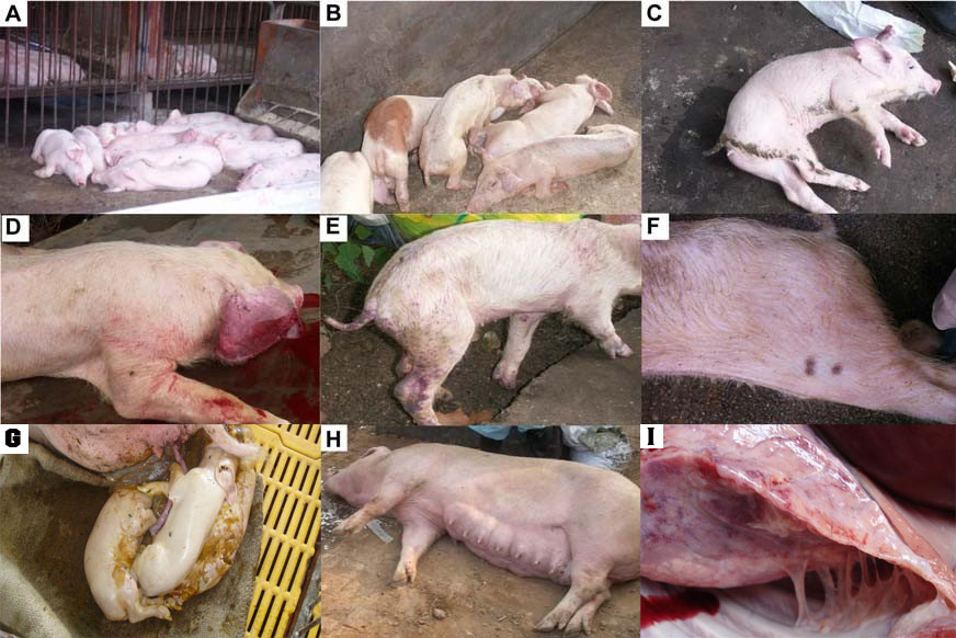 Bệnh tai xanh (Sốt đỏ, PRRS) - Tập đoàn Đức Hạnh Marphavet BMG - XEVIP.ICU