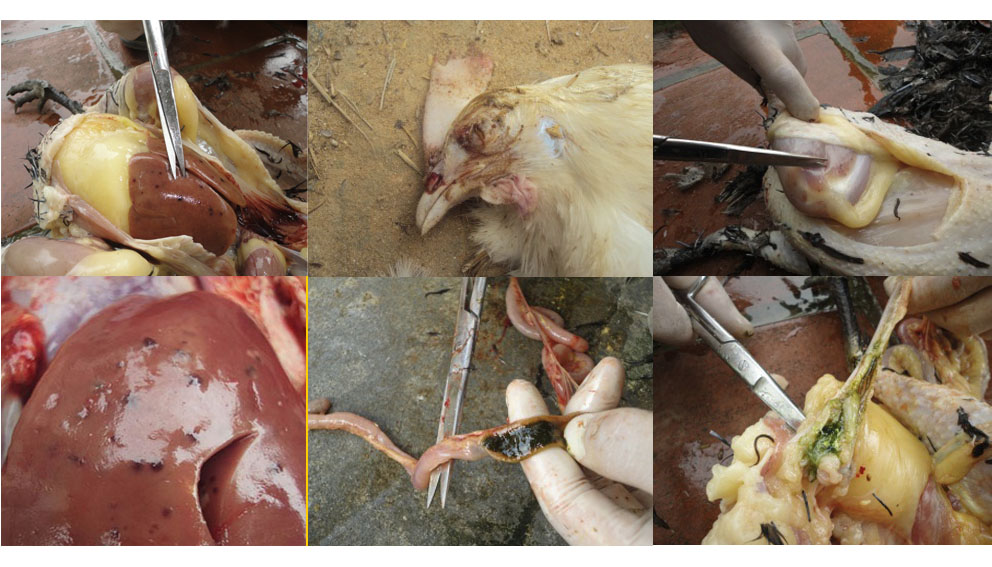 Bệnh ký sinh trùng đường máu ở gà ( Leucocytozoonosis in chickens) - Tập đoàn Đức Hạnh Marphavet BMG - XEVIP.ICU