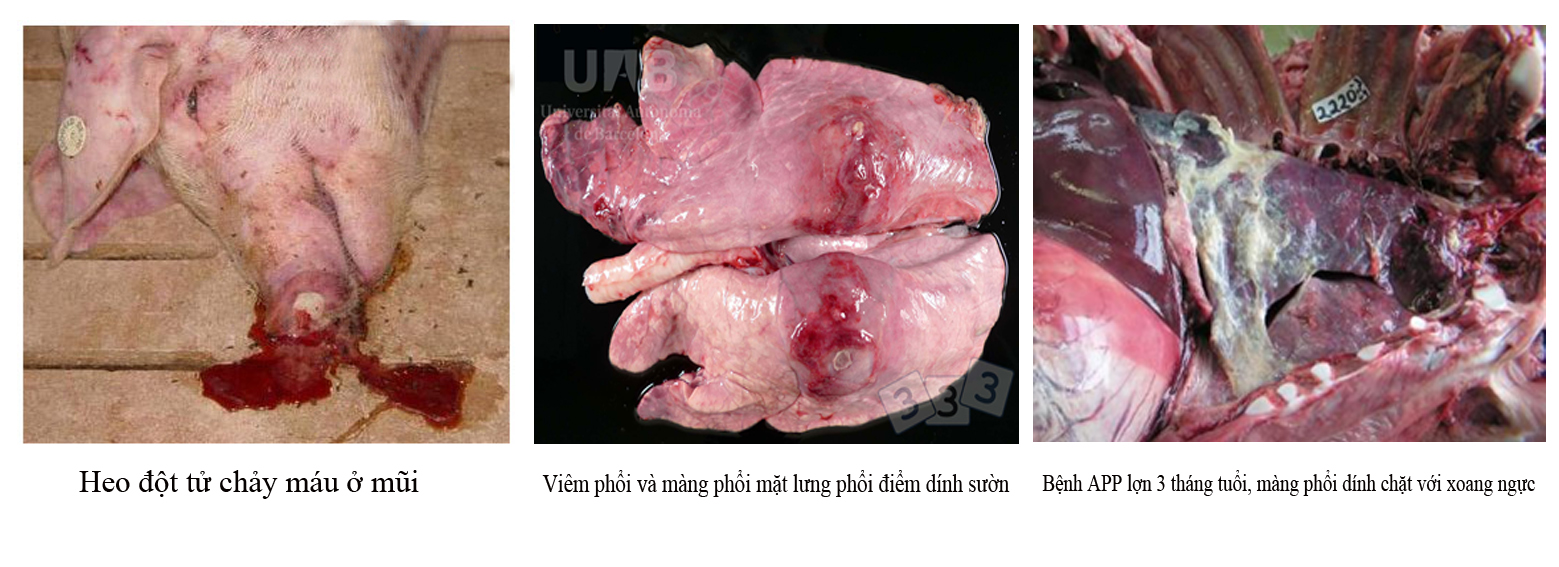 Bệnh viêm màng phổi ở lợn - Tập đoàn Đức Hạnh Marphavet BMG - XEVIP.ICU