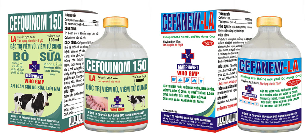Bệnh viêm vú ở lợn - Tập đoàn Đức Hạnh Marphavet BMG - XEVIP.ICU