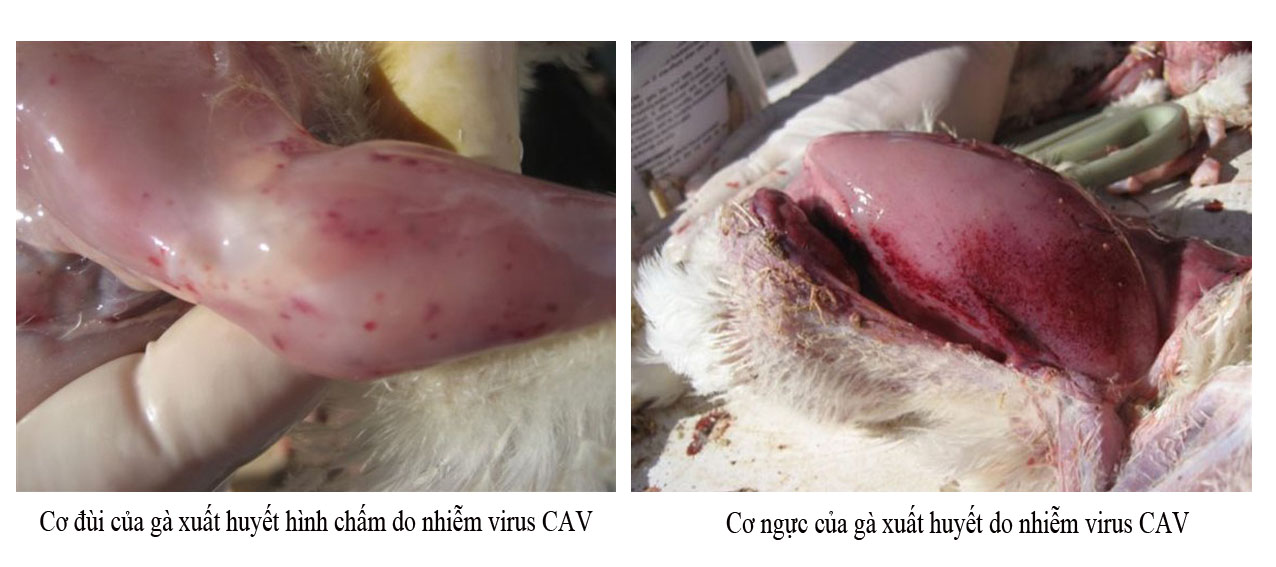 Biểu hiện của bệnh thiếu máu trên gà - Tập đoàn Đức Hạnh Marphavet BMG - XEVIP.ICU