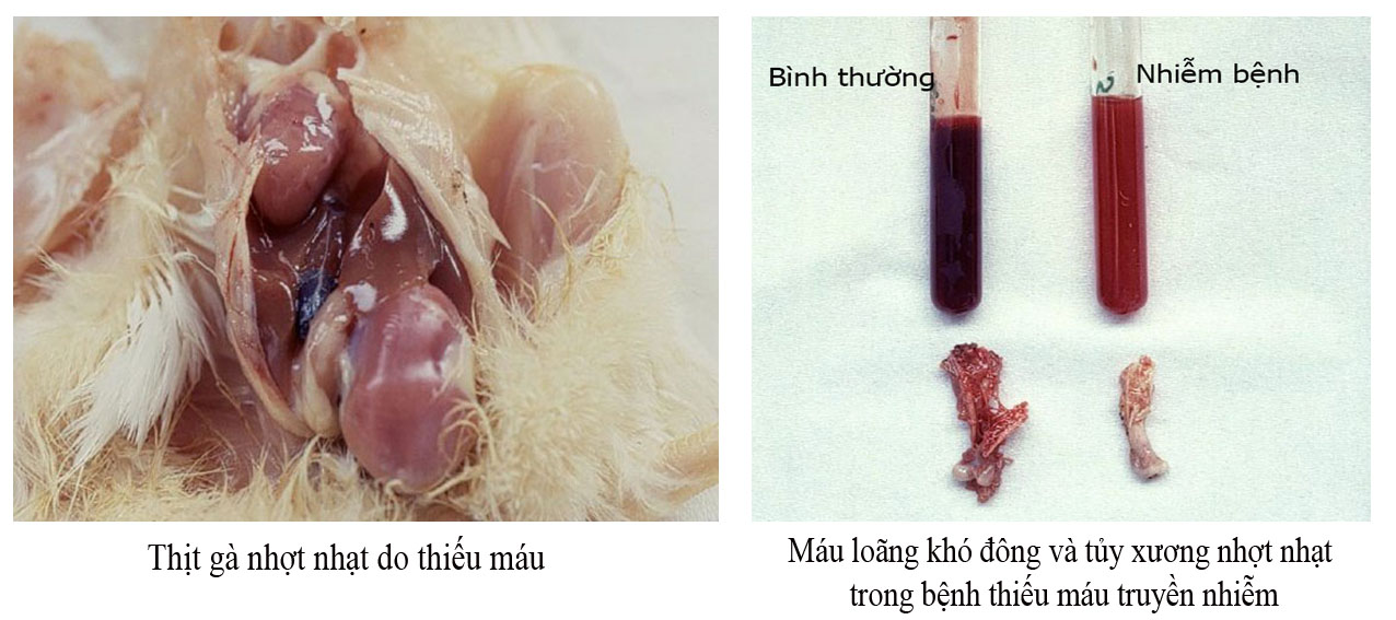 Biểu hiện của bệnh thiếu máu trên gà - Tập đoàn Đức Hạnh Marphavet BMG - XEVIP.ICU