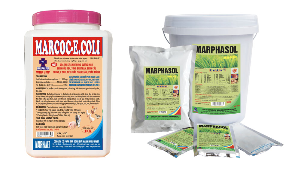 Bệnh ký sinh trùng đường máu ở gà ( Leucocytozoonosis in chickens) - Tập đoàn Đức Hạnh Marphavet BMG - XEVIP.ICU