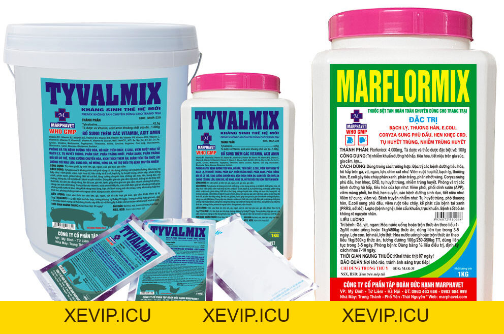 Kỹ thuật chăn nuôi gà giai đoạn đẻ - Tập đoàn Đức Hạnh Marphavet BMG - XEVIP.ICU