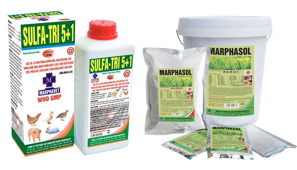 Bệnh ký sinh trùng đường máu ở gà ( Leucocytozoonosis in chickens) - Tập đoàn Đức Hạnh Marphavet BMG - XEVIP.ICU