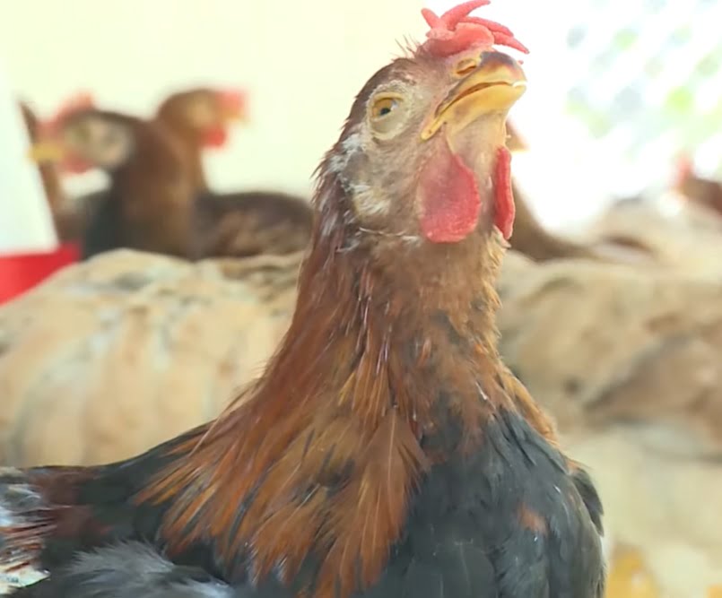 FLO.FLU-LA giải pháp điều trị bệnh hen khẹc ghép ORT ở gà, bạch lỵ, tụ huyết trùng gia cầm, nhiễm trùng huyết e.coli trên vịt, ngan - Tập đoàn Đức Hạnh Marphavet BMG - XEVIP.ICU