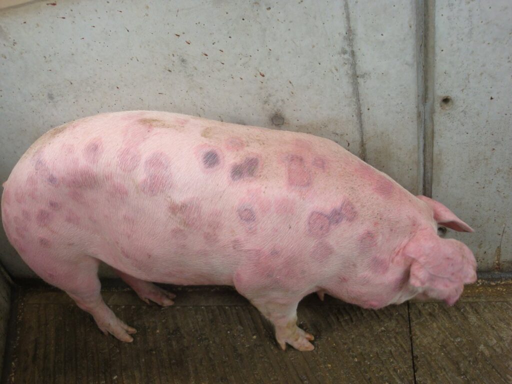 Bệnh đóng dấu lợn (Swine Erysipelas) - Tập đoàn Đức Hạnh Marphavet BMG - XEVIP.ICU