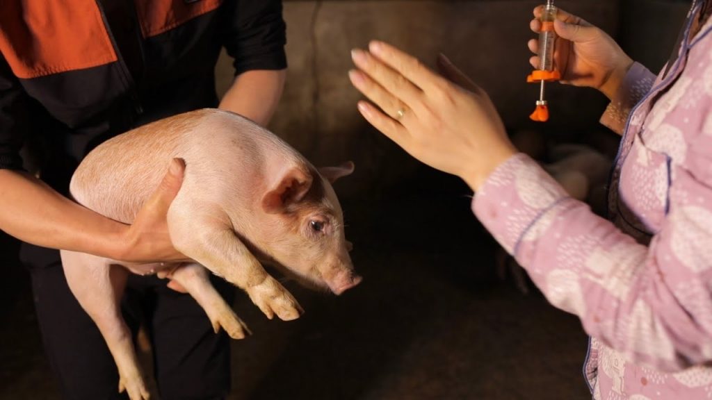 Bệnh đóng dấu lợn (Swine Erysipelas) - Tập đoàn Đức Hạnh Marphavet BMG - XEVIP.ICU