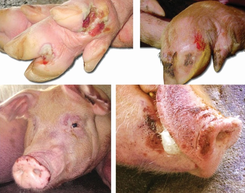Bệnh lở mồm long móng trên gia súc (FMD) - Tập đoàn Đức Hạnh Marphavet BMG - XEVIP.ICU