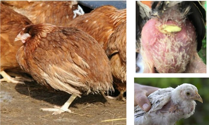 Bệnh Gumboro ở gà (Infectious Bursal Disease) - Tập đoàn Đức Hạnh Marphavet BMG - XEVIP.ICU