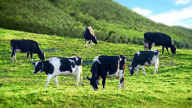 Bệnh viêm vú bò sữa (Mastitis) - Tập đoàn Đức Hạnh Marphavet BMG - XEVIP.ICU