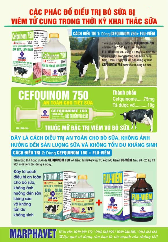 Bệnh viêm tử cung ở bò sữa - Tập đoàn Đức Hạnh Marphavet BMG - XEVIP.ICU