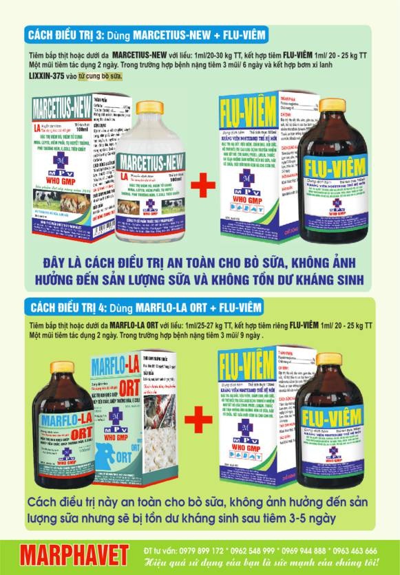 Bệnh viêm tử cung ở bò sữa - Tập đoàn Đức Hạnh Marphavet BMG - XEVIP.ICU