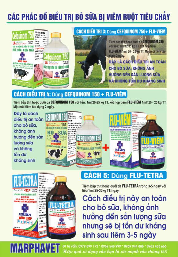 Hội chứng tiêu chảy ở bò sữa - Tập đoàn Đức Hạnh Marphavet BMG - XEVIP.ICU