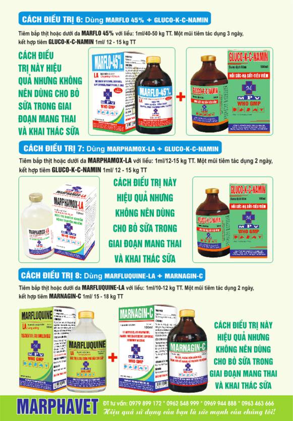 Hội chứng tiêu chảy ở bò sữa - Tập đoàn Đức Hạnh Marphavet BMG - XEVIP.ICU