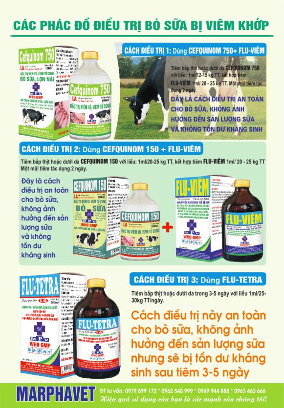 Bệnh viêm khớp ở bò sữa - Tập đoàn Đức Hạnh Marphavet BMG - XEVIP.ICU