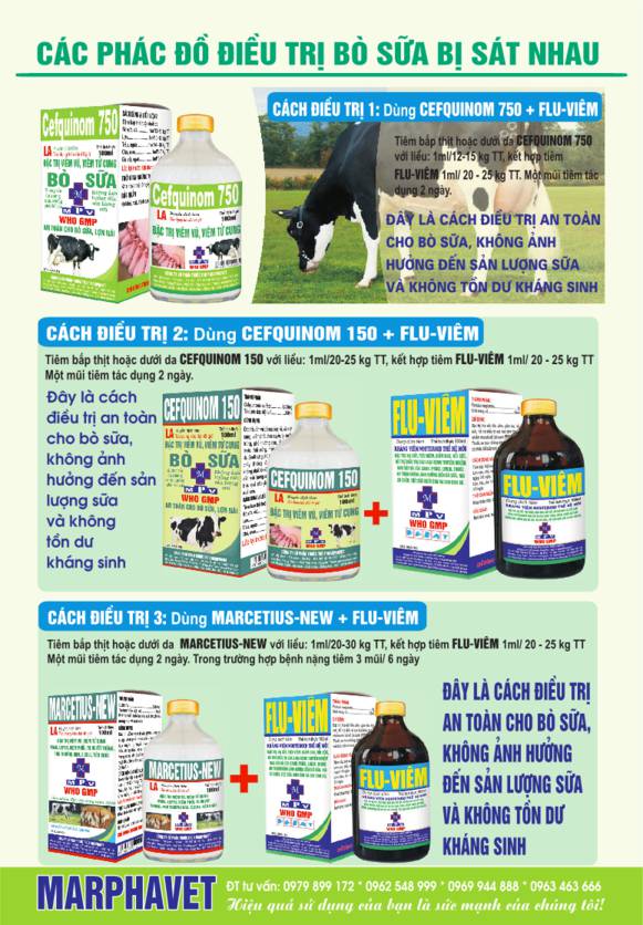 Bệnh sát nhau ở bò sữa (Retensio placentae) - Tập đoàn Đức Hạnh Marphavet BMG - XEVIP.ICU