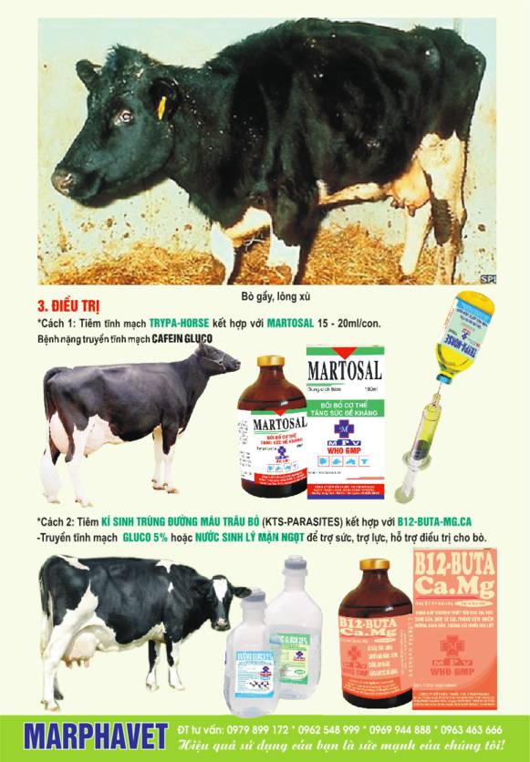 Bệnh kí sinh trùng đường máu (bệnh tiên mao trùng) - Tập đoàn Đức Hạnh Marphavet BMG - XEVIP.ICU