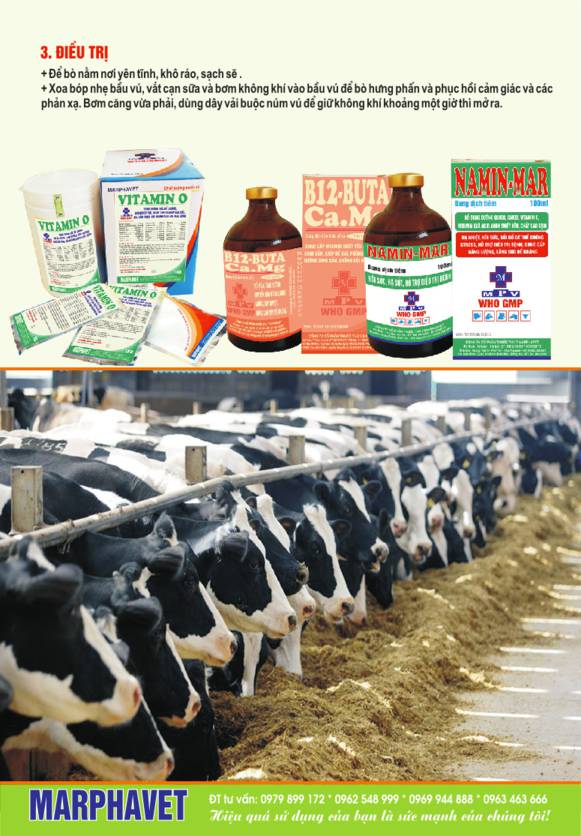 Bệnh bại liệt sau khi sinh ở bò sữa - Tập đoàn Đức Hạnh Marphavet BMG - XEVIP.ICU