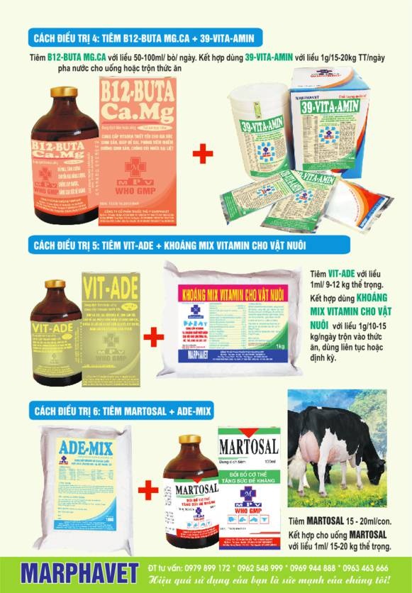 Bệnh bại liệt sau khi sinh ở bò sữa - Tập đoàn Đức Hạnh Marphavet BMG - XEVIP.ICU