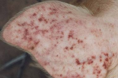 Bệnh dịch tả lợn (Classica swine Fever, Hog Cholera Suis) - Tập đoàn Đức Hạnh Marphavet BMG - XEVIP.ICU