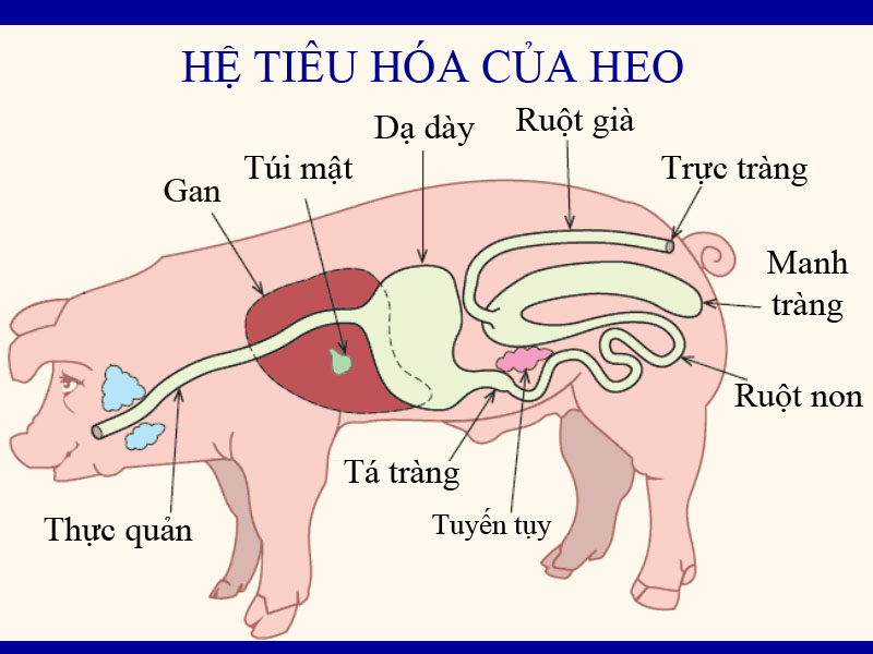 Hệ tiêu hóa ở heo con và bệnh tiêu chảy - Tập đoàn Đức Hạnh Marphavet BMG - XEVIP.ICU