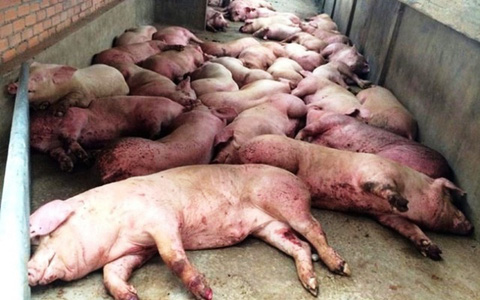 Bệnh dịch tả lợn (Classica swine Fever, Hog Cholera Suis) - Tập đoàn Đức Hạnh Marphavet BMG - XEVIP.ICU