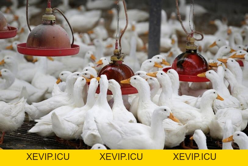 Bệnh dịch tả vịt ngan (Duck Pestis - DP) - Tập đoàn Đức Hạnh Marphavet BMG - XEVIP.ICU