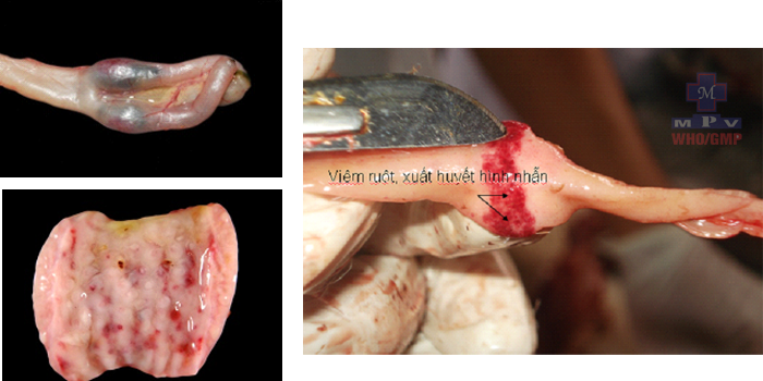 Bệnh dịch tả vịt ngan (Duck Pestis - DP) - Tập đoàn Đức Hạnh Marphavet BMG - XEVIP.ICU