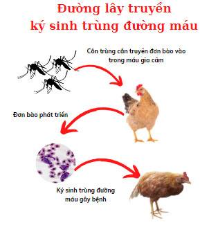 Bệnh ký sinh trùng đường máu ở gà ( Leucocytozoonosis in chickens) - Tập đoàn Đức Hạnh Marphavet BMG - XEVIP.ICU