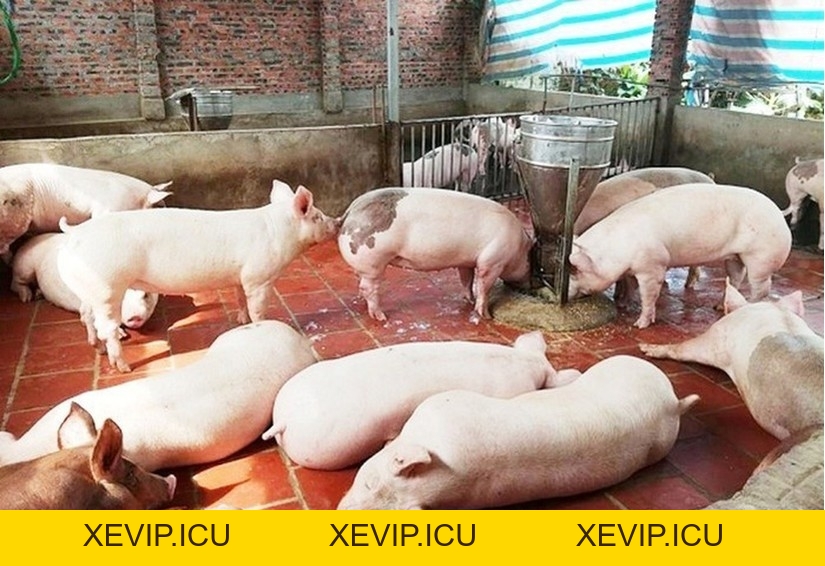 Bệnh viêm màng phổi ở lợn - Tập đoàn Đức Hạnh Marphavet BMG - XEVIP.ICU