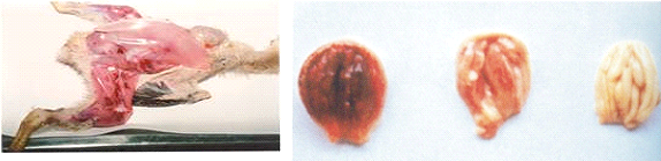Bệnh Gumboro ở gà (Infectious Bursal Disease) - Tập đoàn Đức Hạnh Marphavet BMG - XEVIP.ICU