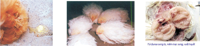 Bệnh Gumboro ở gà (Infectious Bursal Disease) - Tập đoàn Đức Hạnh Marphavet BMG - XEVIP.ICU