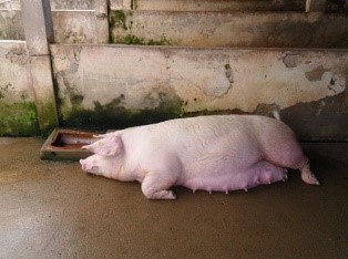 Bệnh viêm âm đạo, tử cung ở lợn nái - Tập đoàn Đức Hạnh Marphavet BMG - XEVIP.ICU