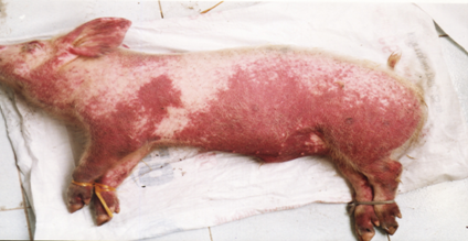 Bệnh dịch tả lợn (Classica swine Fever, Hog Cholera Suis) - Tập đoàn Đức Hạnh Marphavet BMG - XEVIP.ICU