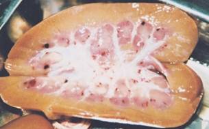 Bệnh dịch tả lợn (Classica swine Fever, Hog Cholera Suis) - Tập đoàn Đức Hạnh Marphavet BMG - XEVIP.ICU