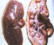Bệnh dịch tả lợn (Classica swine Fever, Hog Cholera Suis) - Tập đoàn Đức Hạnh Marphavet BMG - XEVIP.ICU