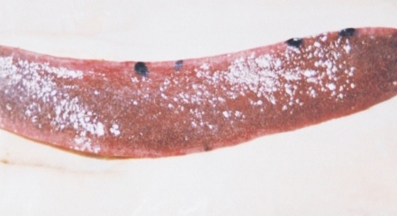 Bệnh dịch tả lợn (Classica swine Fever, Hog Cholera Suis) - Tập đoàn Đức Hạnh Marphavet BMG - XEVIP.ICU