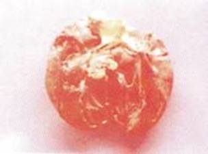 Bệnh đóng dấu lợn (Swine Erysipelas) - Tập đoàn Đức Hạnh Marphavet BMG - XEVIP.ICU
