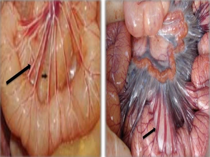 Bệnh viêm dạ dày ruột truyền nhiễm (TGE) - Tập đoàn Đức Hạnh Marphavet BMG - XEVIP.ICU